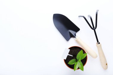 Beyaz arkaplanda bahçe araçları ve yeşil bitki
