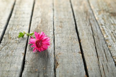 Güzel mor krizantem