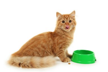 Kase ile uzun saçlı yavru kedi