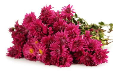 Güzel mor krizantem