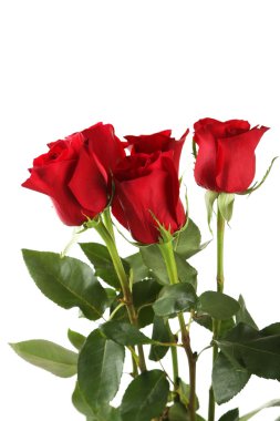 Taze Kırmızı Güller