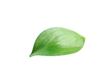 Beautiful green leave clipart