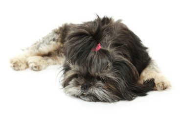 Shih tzu izole