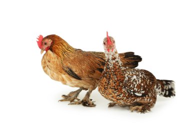 Tavuklar üzerinde beyaz izole