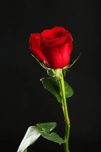 Jedno čerstvé červené růže — Stock fotografie