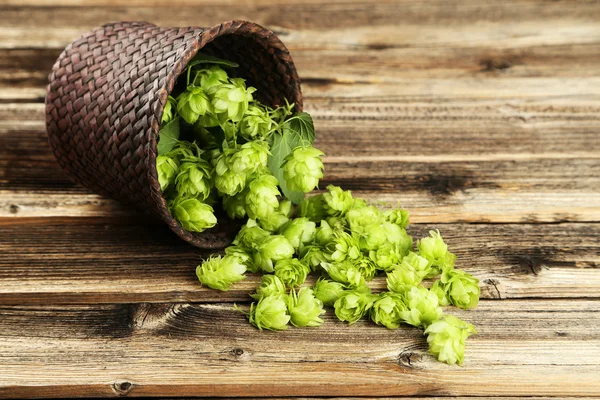 Hopfen im Korb — Stockfoto