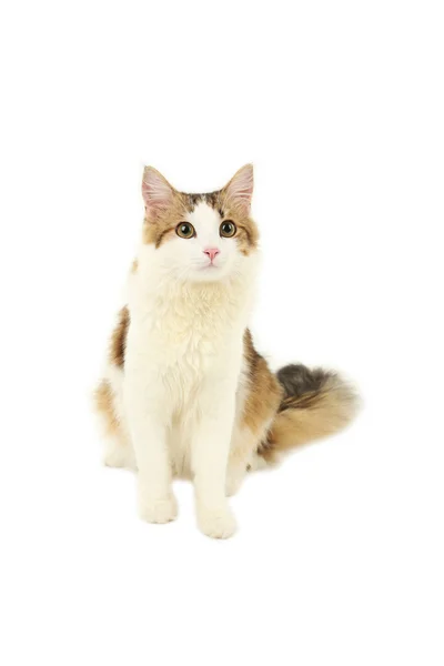 Beautiful cat isolated — Stock Photo, Image