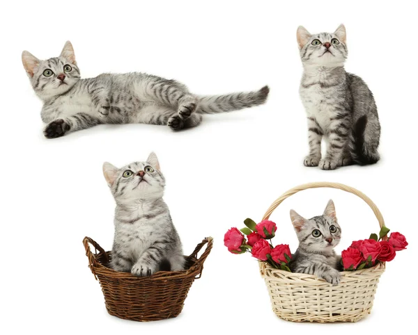 Zbiór pięknych szary kot — Zdjęcie stockowe