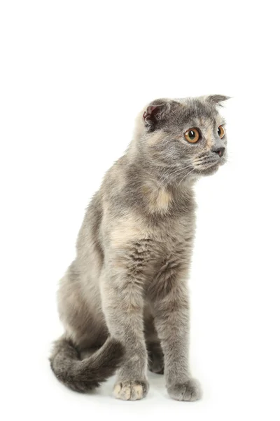 Schöne graue Katze — Stockfoto