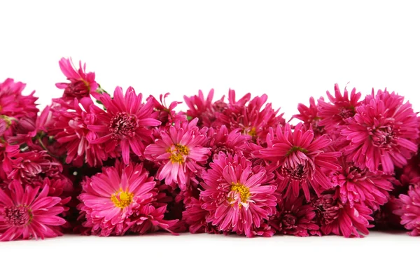 Belos crisântemos roxos — Fotografia de Stock