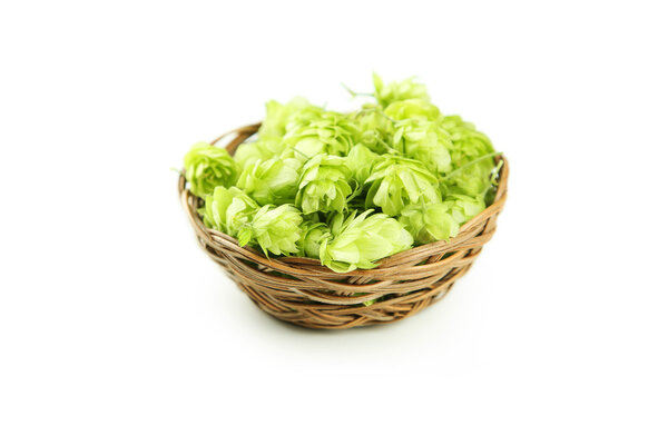 Hops in basket isolated on white