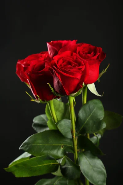 Świeże czerwone róże — Zdjęcie stockowe