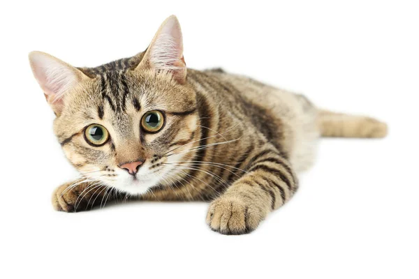 Hermoso gato en blanco — Foto de Stock