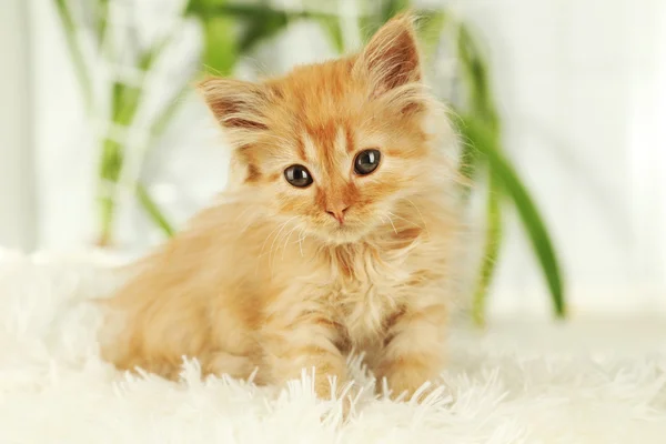 Redhead kitten close up — Stock Photo, Image