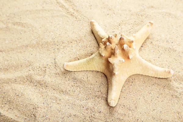 Sjöstjärnor på sandstrand — Stockfoto
