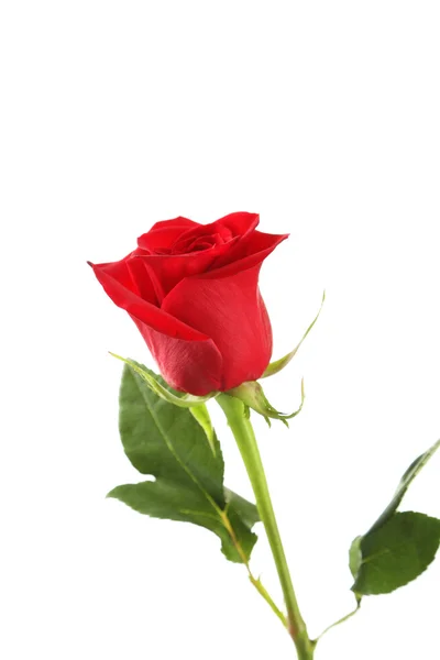 Una rosa rossa — Foto Stock
