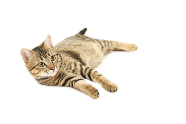 Beautiful cat isolated — Stock Photo, Image