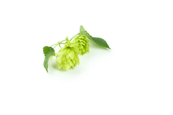 Hopfen isoliert auf weiß — Stockfoto