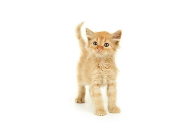 Redhead cute kitten — Stock Photo, Image