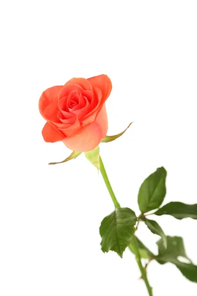 Beautiful coral rose — Stock Photo, Image