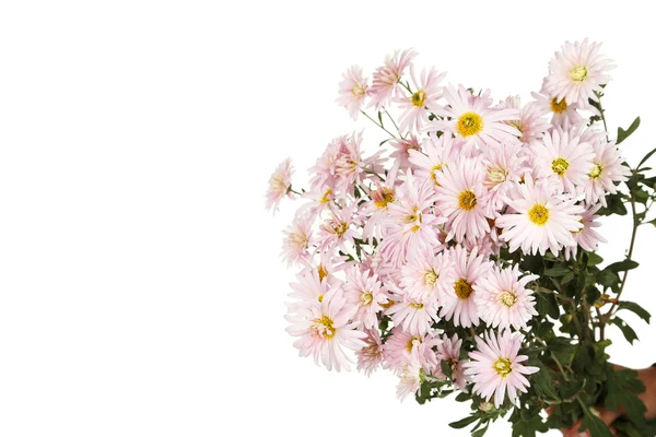 Lilac chrysanthemums isolated — Stock Photo, Image