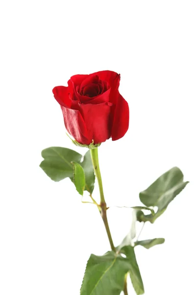 Red rose on white background — Stock Photo, Image