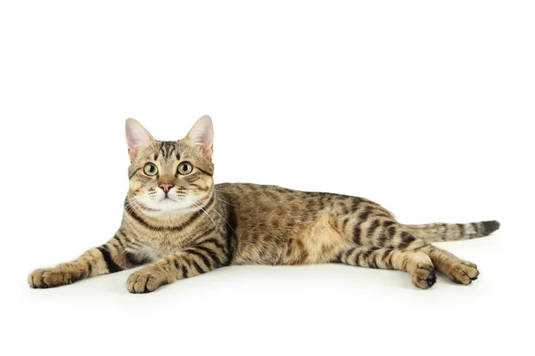Beautiful cute cat — Stock Photo, Image