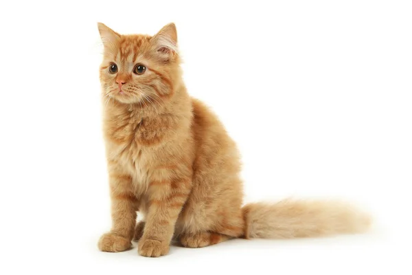 Rothaarige Kätzchen mit langen Haaren — Stockfoto