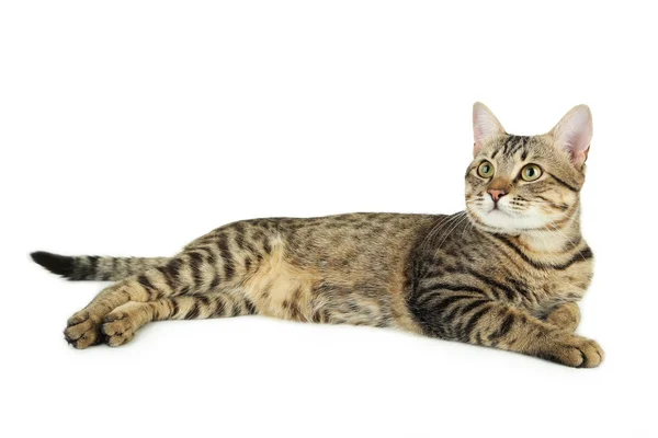 Güzel kedi bembeyaz — Stok fotoğraf
