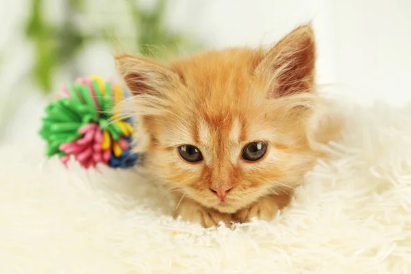 Gattino rosso seduto — Foto Stock