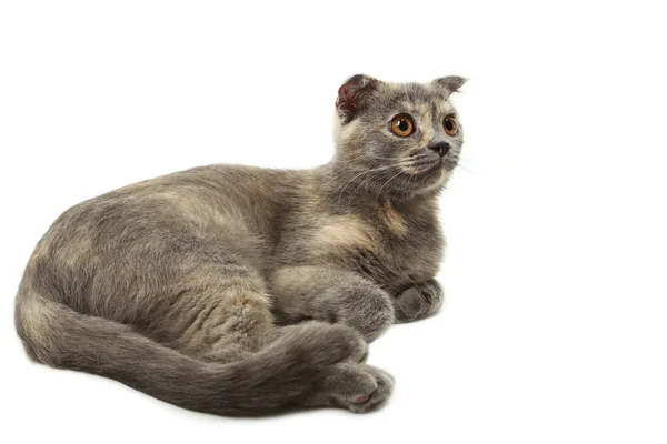 Hermoso gato gris — Foto de Stock