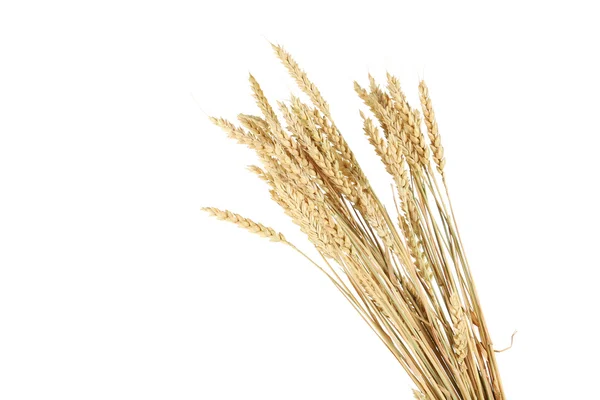 Пшеничні колоски ізольовані — стокове фото