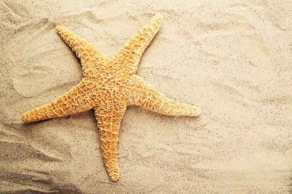 Zeester op zandstrand — Stockfoto