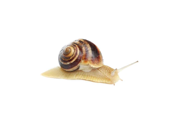Garden snail isolated — Stock Photo, Image