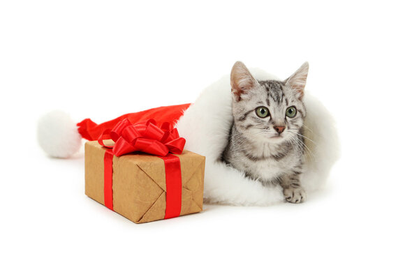Cat in christmas hat with box