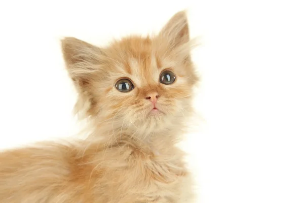 Рыжий милый котенок — стоковое фото