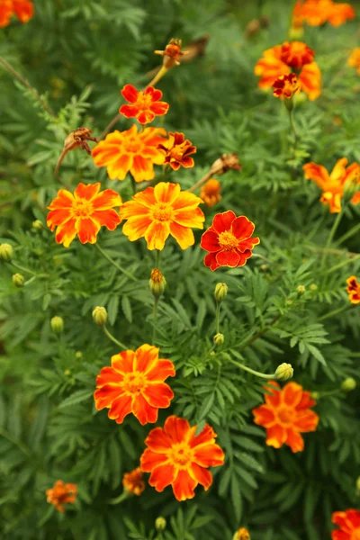 Beautiful orange flowers — Stock Photo, Image