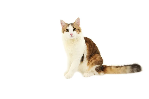 아름 다운 고양이 절연 — 스톡 사진