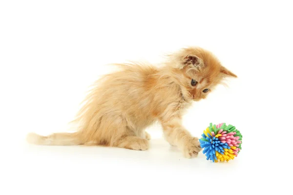 Κοκκινομάλλα γατάκι παίζει — Φωτογραφία Αρχείου