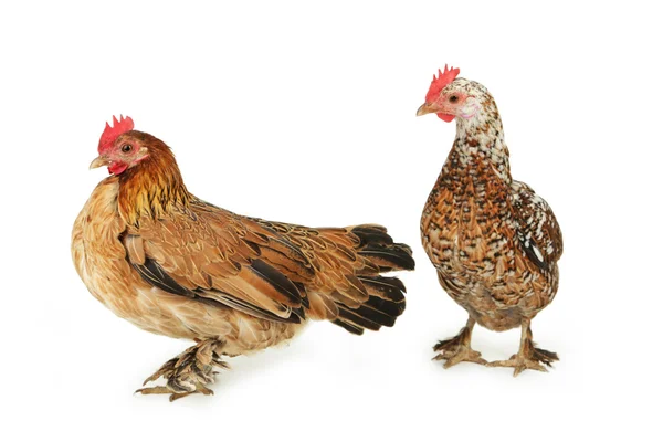 Hens isolated on white — Stock Photo, Image