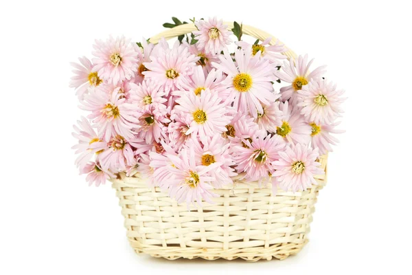 Lilac chrysanthemums in basket — Stock Photo, Image