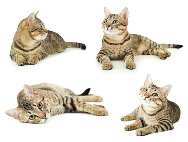 Schöne graue Katzen — Stockfoto