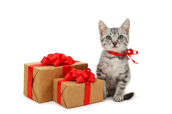 ギフト用の箱と猫 — ストック写真
