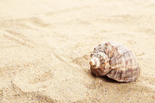 Sea shell on the beach — Stock Photo, Image