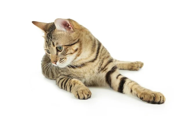 Hermoso gato aislado — Foto de Stock