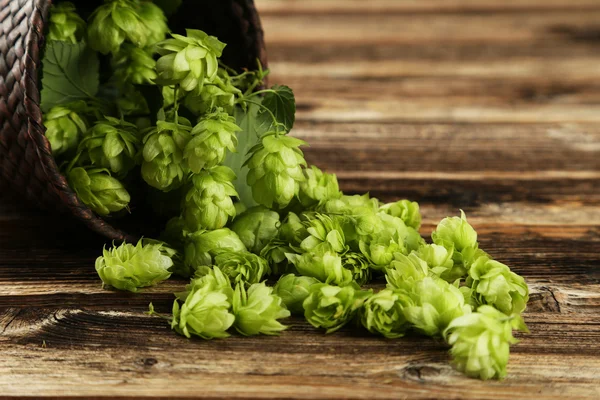 Hops in basket — Stock Photo, Image