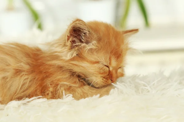 Рыжий котенок спит — стоковое фото