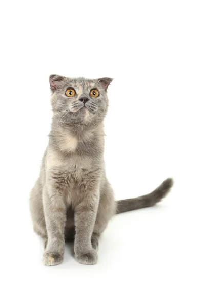 Gato cinzento bonito Imagem De Stock