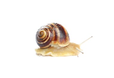 bahçe salyangozu izole