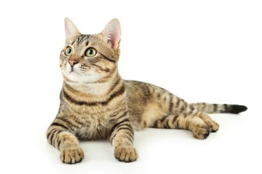 Güzel şirin kedi